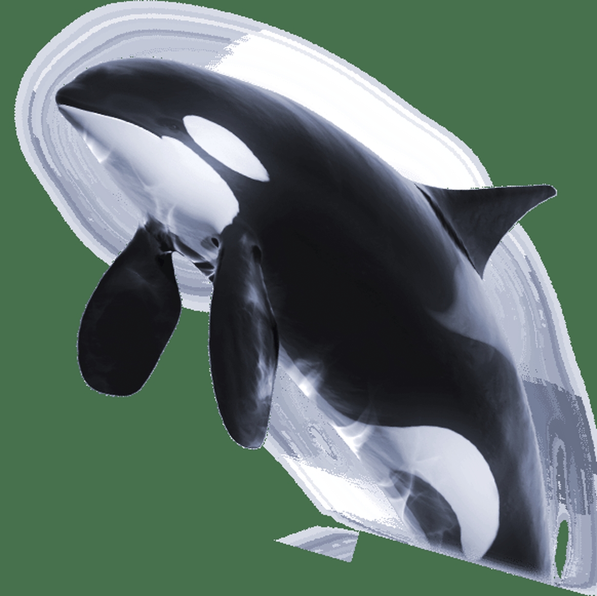 The Orca Online Slot Demo Game by Greentube
